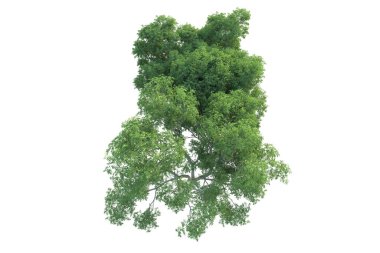 Orman ıssız. Afişler, posterler ya da fotoğraf manipülasyonları için kullanışlı bir görüntü. 3d oluşturma.