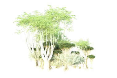 Orman beyaz arka planda izole edilmiş. 3d görüntüleme - illüstrasyon