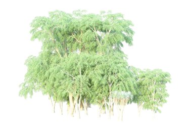 Orman beyaz arka planda izole edilmiş. 3d görüntüleme - illüstrasyon