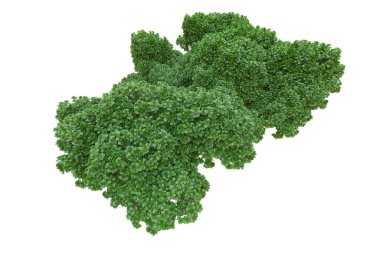 Orman ıssız. Afişler, posterler ya da fotoğraf manipülasyonları için kullanışlı bir görüntü. 3d oluşturma.