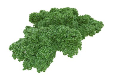 Orman ıssız. Afişler, posterler ya da fotoğraf manipülasyonları için kullanışlı bir görüntü. 3d oluşturma.