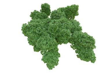 Orman ıssız. Afişler, posterler ya da fotoğraf manipülasyonları için kullanışlı bir görüntü. 3d oluşturma.