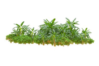 Orman ıssız. Afişler, posterler ya da fotoğraf manipülasyonları için kullanışlı bir görüntü. 3d oluşturma.