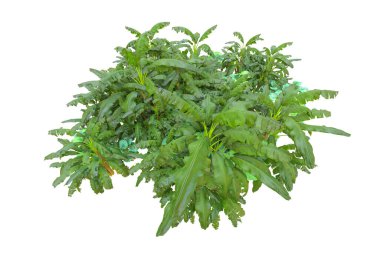 Beyaz arka planda palmiye ağaçları olan tropikal orman manzarası