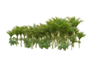 Beyaz arka planda palmiye ağaçları olan tropikal orman manzarası