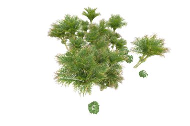 Beyaz arka planda palmiye ağaçları olan tropikal orman manzarası