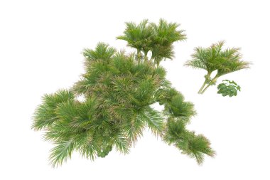 Beyaz arka planda palmiye ağaçları olan tropikal orman manzarası