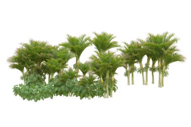 Beyaz arka planda palmiye ağaçları olan tropikal orman manzarası