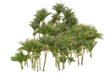 Beyaz arka planda palmiye ağaçları olan tropikal orman manzarası