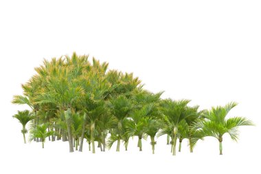 Beyaz arka planda palmiye ağaçları olan tropikal orman manzarası