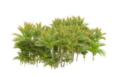 Beyaz arka planda palmiye ağaçları olan tropikal orman manzarası