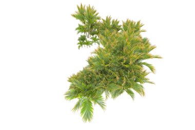 Beyaz arka planda palmiye ağaçları olan tropikal orman manzarası