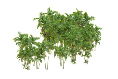 Beyaz arka planda palmiye ağaçları olan tropikal orman manzarası