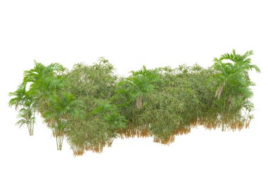 Beyaz arka planda palmiye ağaçları olan tropikal orman manzarası