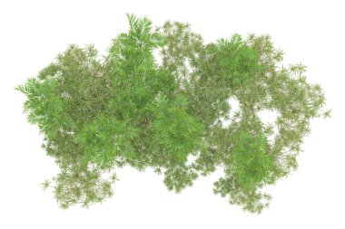 Beyaz arka planda palmiye ağaçları olan tropikal orman manzarası