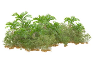 Beyaz arka planda palmiye ağaçları olan tropikal orman manzarası