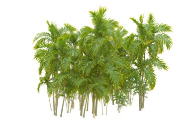 Beyaz arka planda palmiye ağaçları olan tropikal orman manzarası