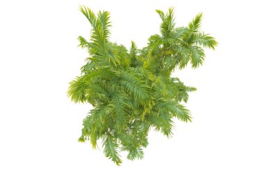 Beyaz arka planda palmiye ağaçları olan tropikal orman manzarası