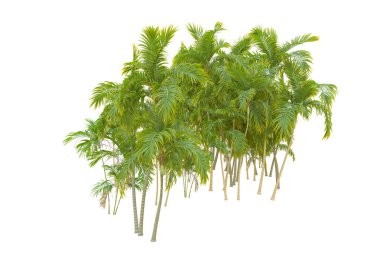 Beyaz arka planda palmiye ağaçları olan tropikal orman manzarası