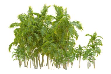 Beyaz arka planda palmiye ağaçları olan tropikal orman manzarası