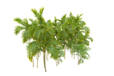 Beyaz arka planda palmiye ağaçları olan tropikal orman manzarası