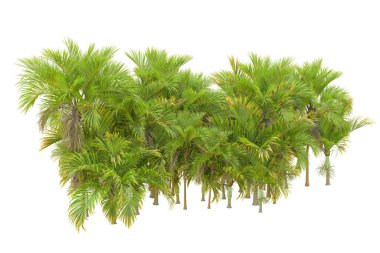 Beyaz arka planda palmiye ağaçları olan tropikal orman manzarası