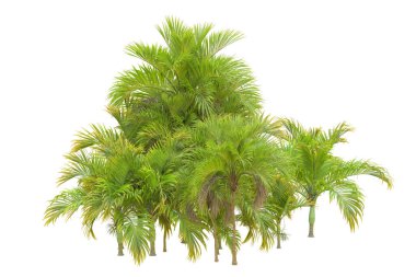 Beyaz arka planda palmiye ağaçları olan tropikal orman manzarası