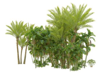 Beyaz arka planda palmiye ağaçları olan tropikal orman manzarası