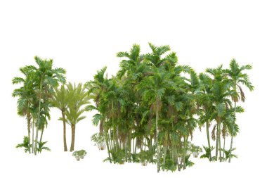 Beyaz arka planda palmiye ağaçları olan tropikal orman manzarası