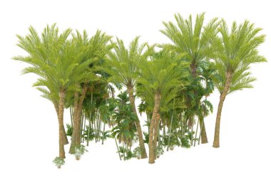 Beyaz arka planda palmiye ağaçları olan tropikal orman manzarası