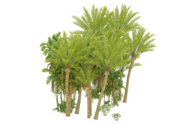 Beyaz arka planda palmiye ağaçları olan tropikal orman manzarası