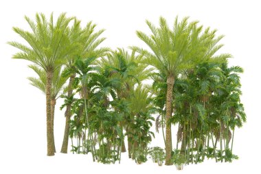 Beyaz arka planda palmiye ağaçları olan tropikal orman manzarası