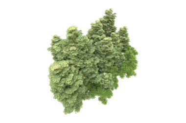 Orman beyaz arka planda izole edilmiş. 3d görüntüleme - illüstrasyon