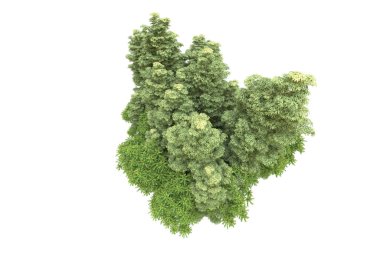 Orman beyaz arka planda izole edilmiş. 3d görüntüleme - illüstrasyon