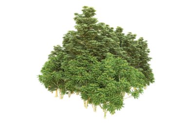 Orman beyaz arka planda izole edilmiş. 3d görüntüleme - illüstrasyon