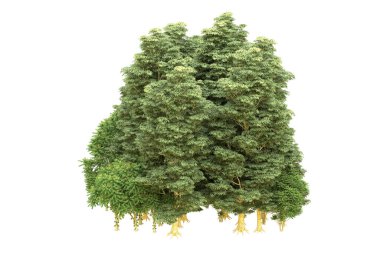 Orman beyaz arka planda izole edilmiş. 3d görüntüleme - illüstrasyon