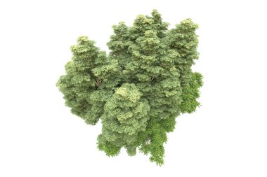 Orman beyaz arka planda izole edilmiş. 3d görüntüleme - illüstrasyon