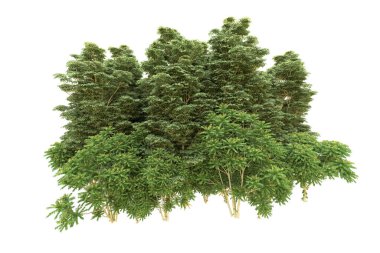 Orman beyaz arka planda izole edilmiş. 3d görüntüleme - illüstrasyon