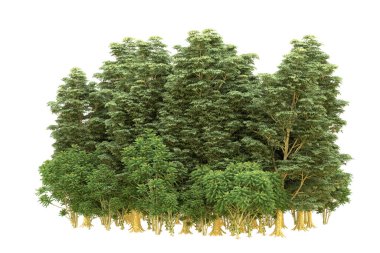Orman beyaz arka planda izole edilmiş. 3d görüntüleme - illüstrasyon