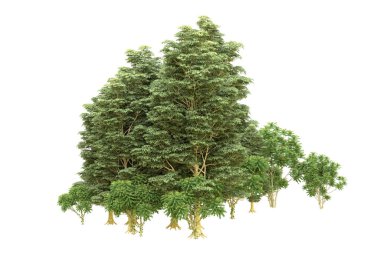 Orman beyaz arka planda izole edilmiş. 3d görüntüleme - illüstrasyon
