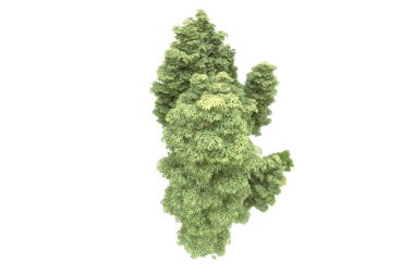 Orman beyaz arka planda izole edilmiş. 3d görüntüleme - illüstrasyon