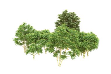 Orman beyaz arka planda izole edilmiş. 3d görüntüleme - illüstrasyon