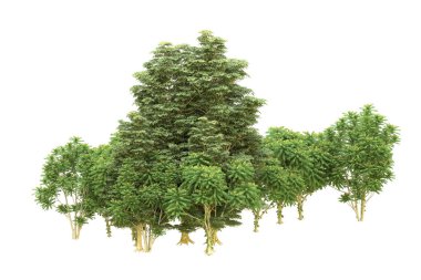 Orman beyaz arka planda izole edilmiş. 3d görüntüleme - illüstrasyon