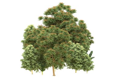 Orman beyaz arka planda izole edilmiş. 3d görüntüleme - illüstrasyon