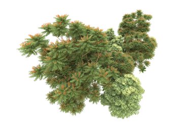 Orman beyaz arka planda izole edilmiş. 3d görüntüleme - illüstrasyon