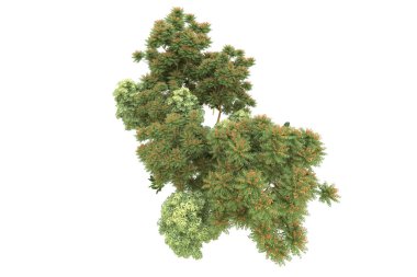 Orman beyaz arka planda izole edilmiş. 3d görüntüleme - illüstrasyon