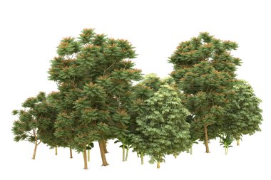 Orman beyaz arka planda izole edilmiş. 3d görüntüleme - illüstrasyon
