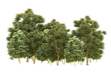 Orman beyaz arka planda izole edilmiş. 3d görüntüleme - illüstrasyon