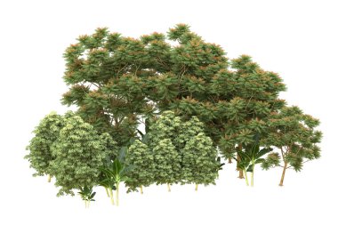 Orman beyaz arka planda izole edilmiş. 3d görüntüleme - illüstrasyon