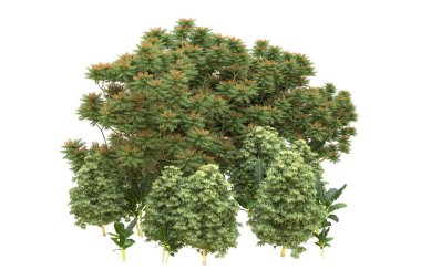 Orman beyaz arka planda izole edilmiş. 3d görüntüleme - illüstrasyon